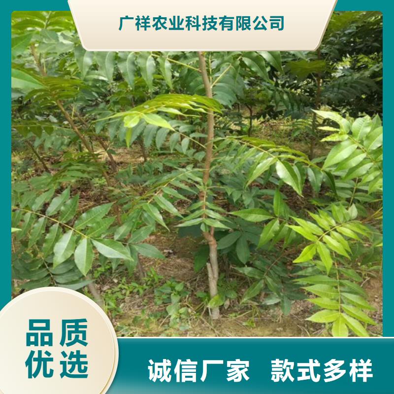 【核桃苗】苹果苗基地优质原料