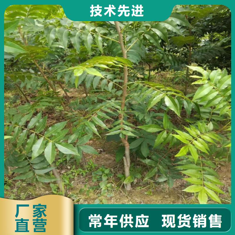 【核桃苗天仙醉草莓苗源头工厂】