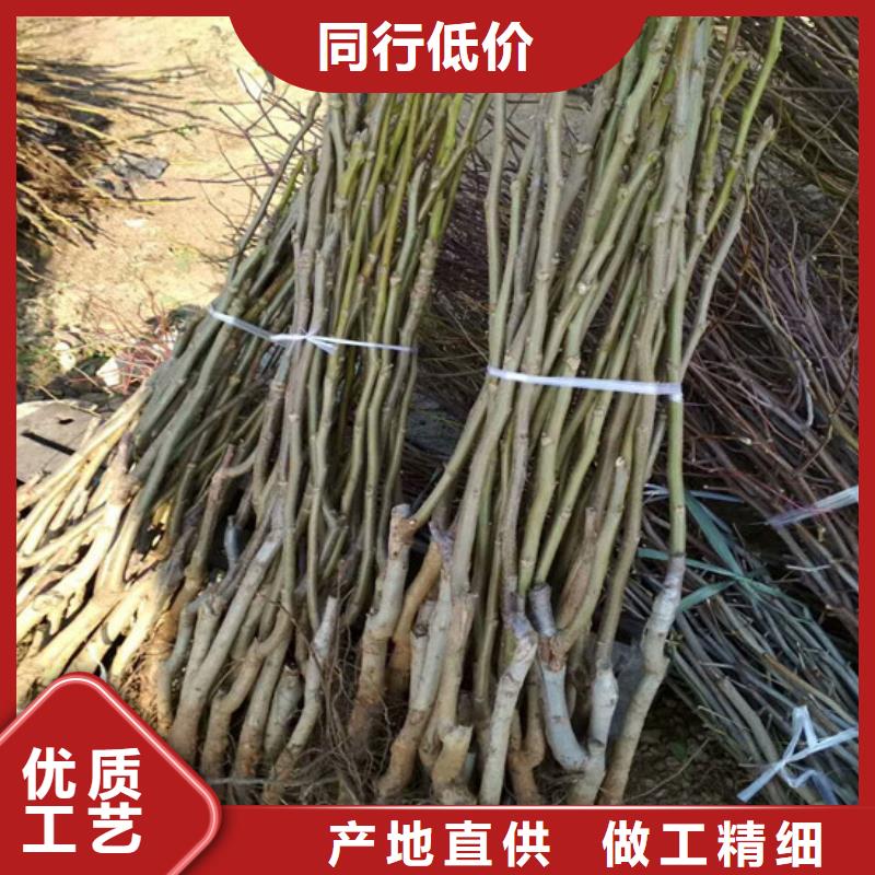 核桃苗,香梨树苗大品牌值得信赖