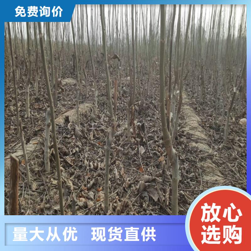 核桃苗 【草莓苗价格】本地配送-服务范围包括会宁|靖远|武威|张掖|天水|平凉|嘉峪关|陇南等