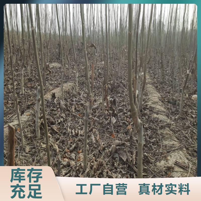 核桃苗大棚草莓苗免费询价