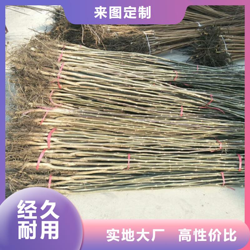 核桃苗蓝宝石葡萄苗应用范围广泛