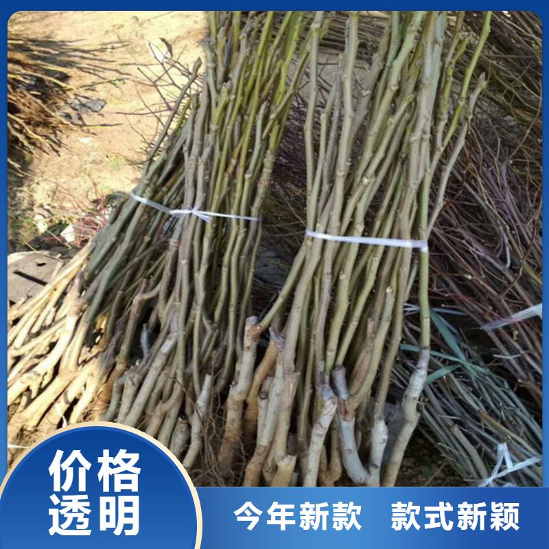 【核桃苗柱状梨树苗做工精细】