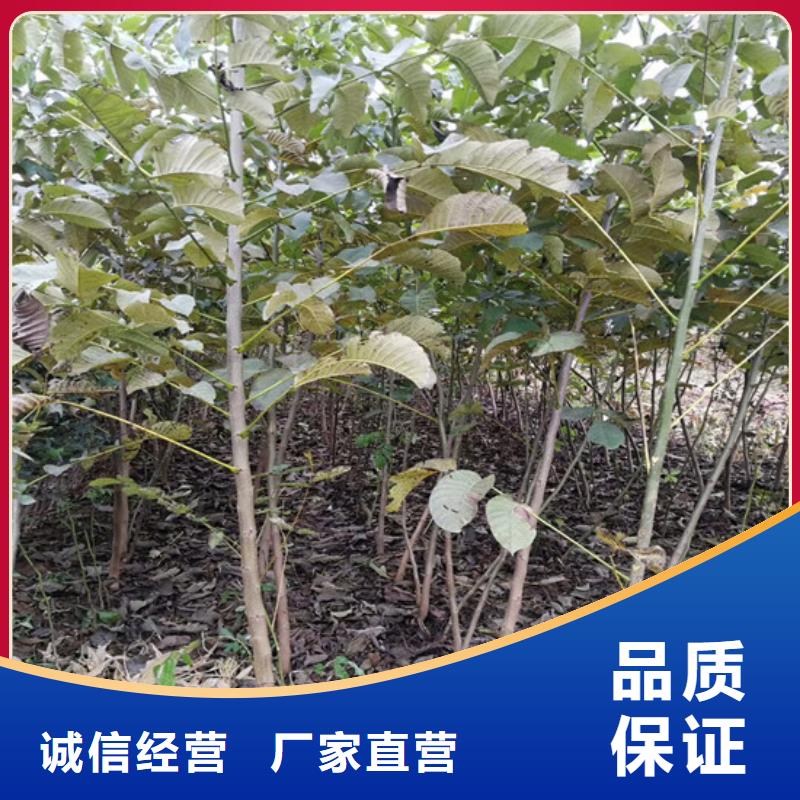 【核桃苗果树苗应用范围广泛】