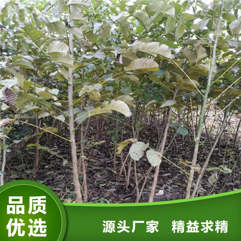 核桃苗-西梅树苗好货直销
