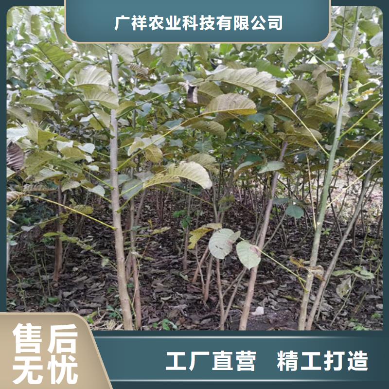 核桃苗黄桃树苗厂家直销货源充足