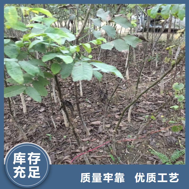 核桃苗梨树苗基地多年实力厂家