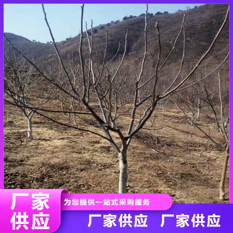 核桃苗苹果苗做工精细