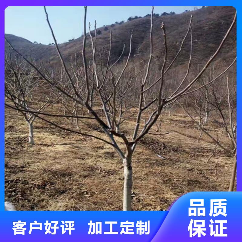 核桃苗,油蟠桃树苗当地厂家值得信赖