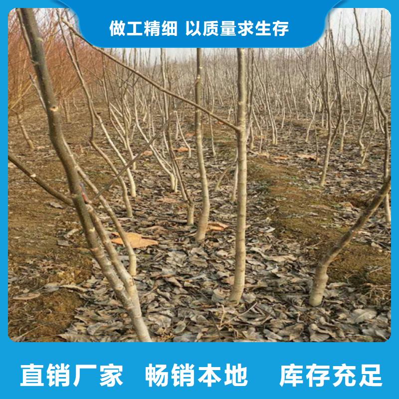 核桃苗桃树苗基地质量安全可靠