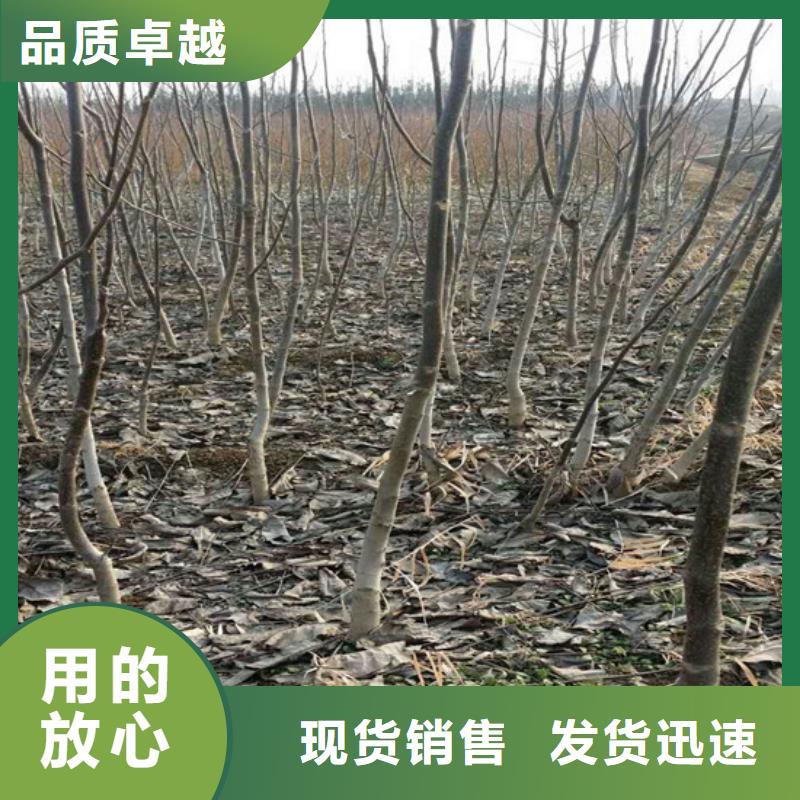 核桃苗青苹果树苗联系厂家