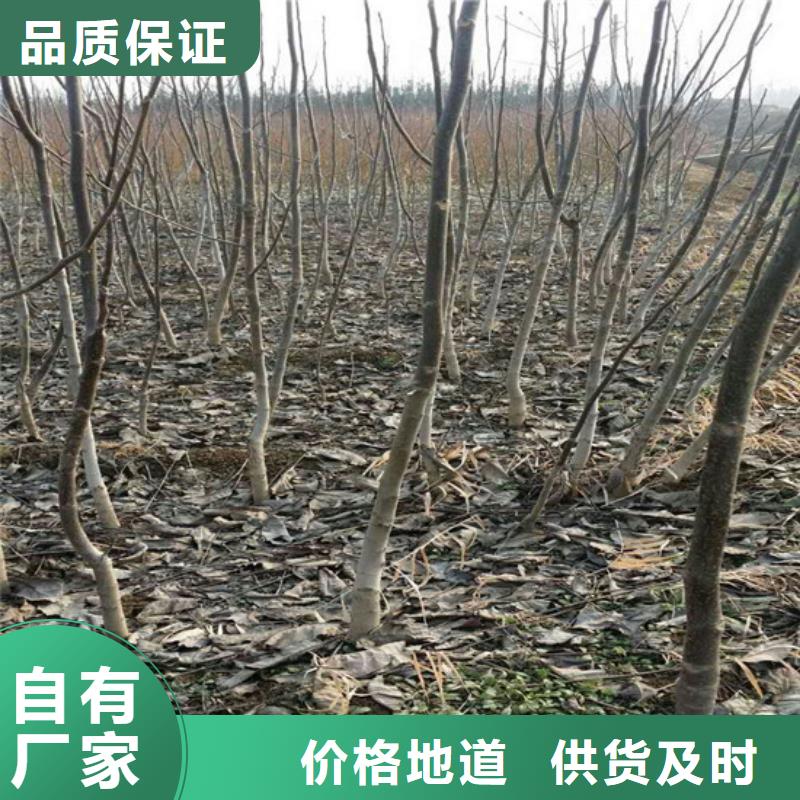 【核桃苗】苹果苗基地优质原料