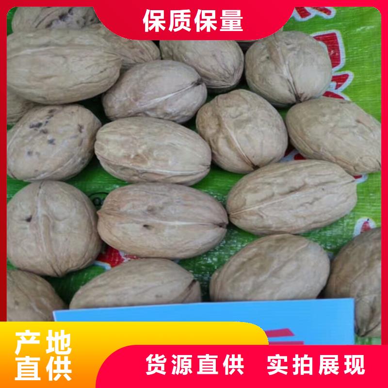 核桃苗,香梨树苗每一处都是匠心制作