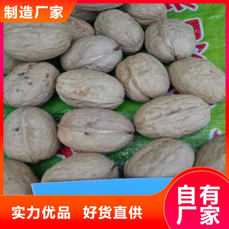 广祥核桃苗-【梨树苗基地】工艺成熟-业务覆盖区域|锡山|滨湖|淮安|南通|扬州|南京|镇江-阿奇乐乐