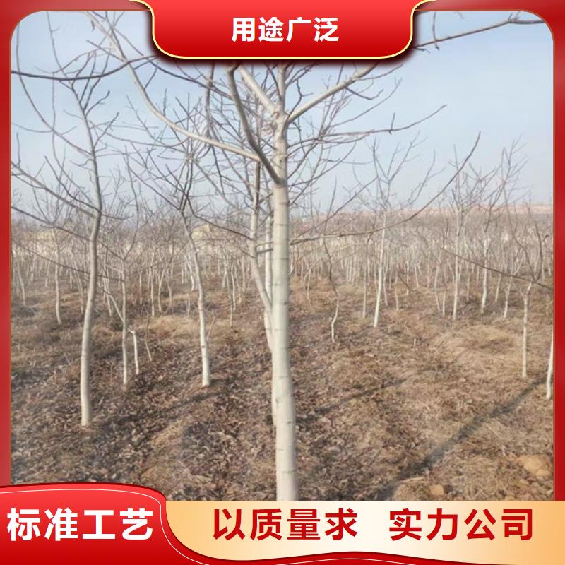 核桃苗梨树苗多年行业积累