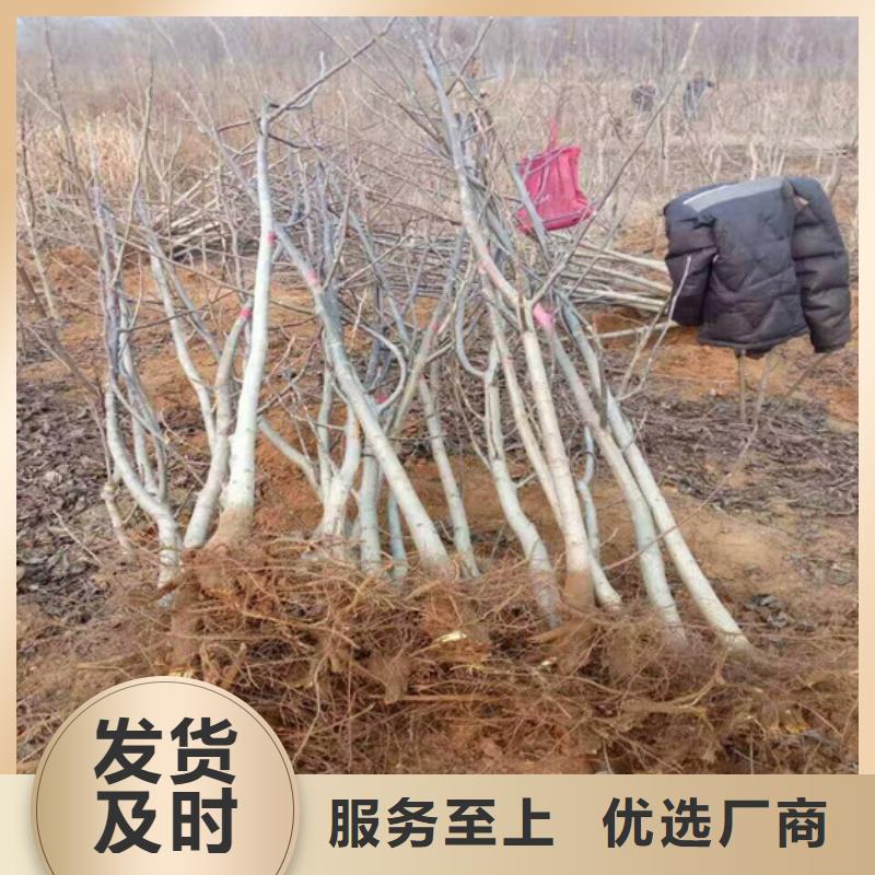 核桃苗桃树苗基地质量安全可靠