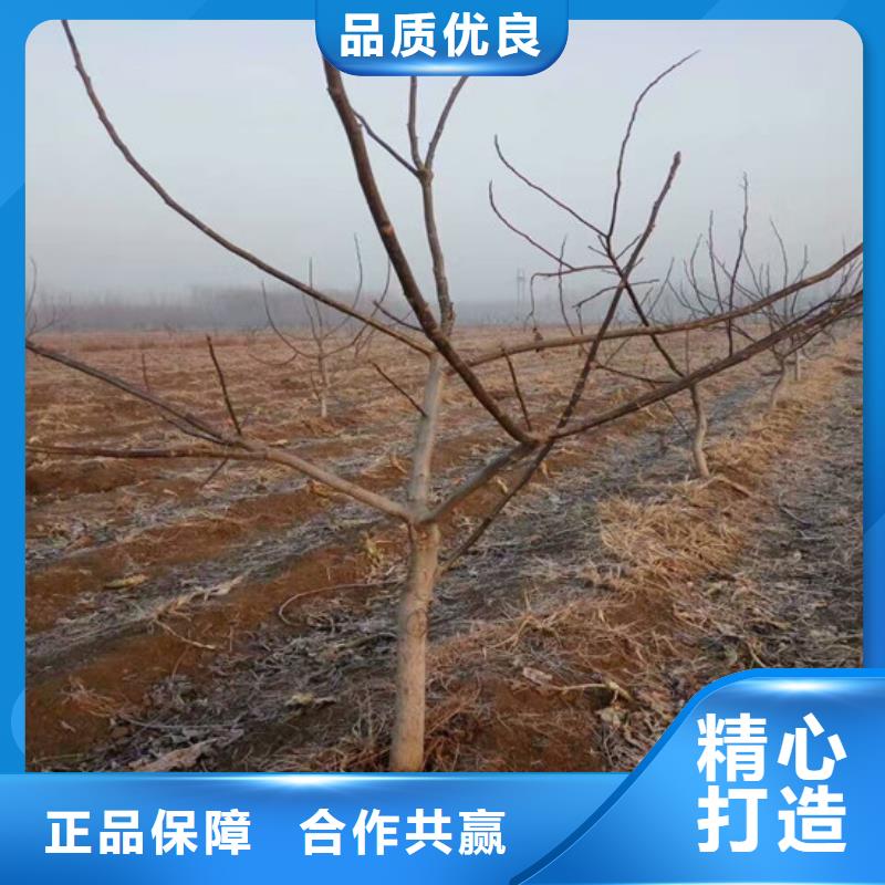 【核桃苗】草莓苗价格采购无忧