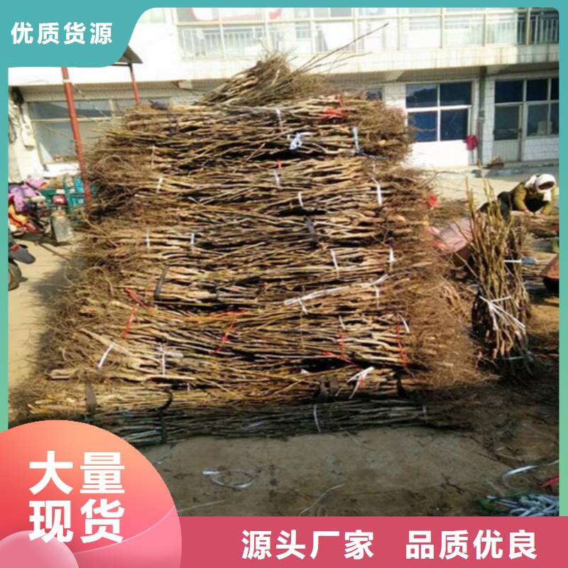 核桃苗大棚草莓苗信誉有保证