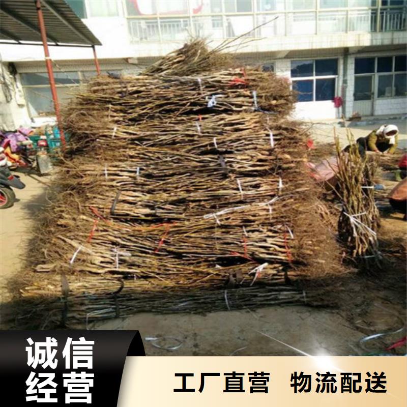 核桃苗,油蟠桃树苗当地厂家值得信赖