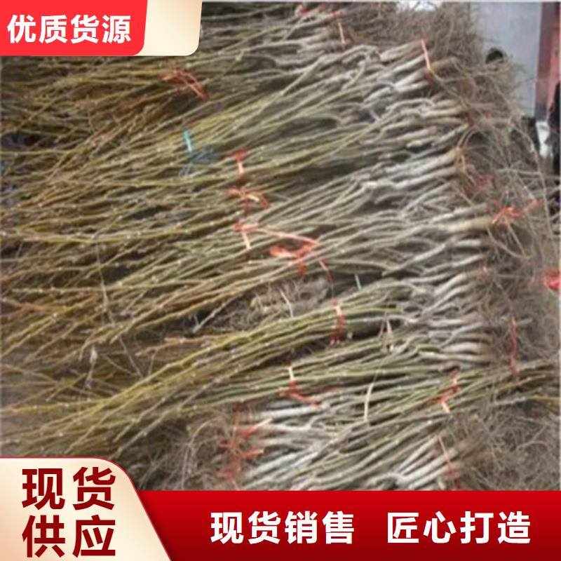 核桃苗桃树苗基地质保一年