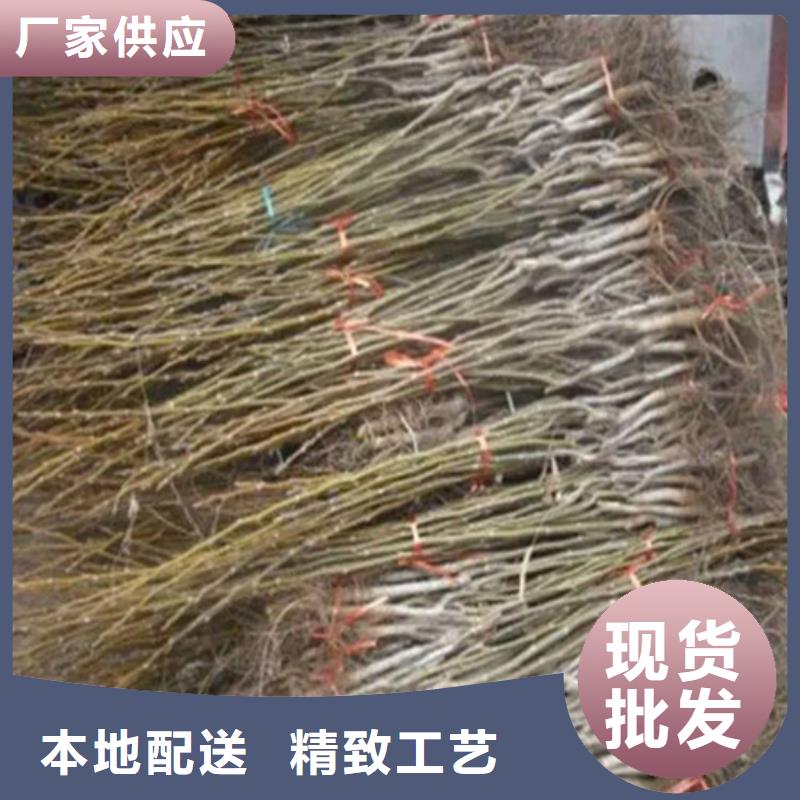 核桃苗桃树苗质保一年