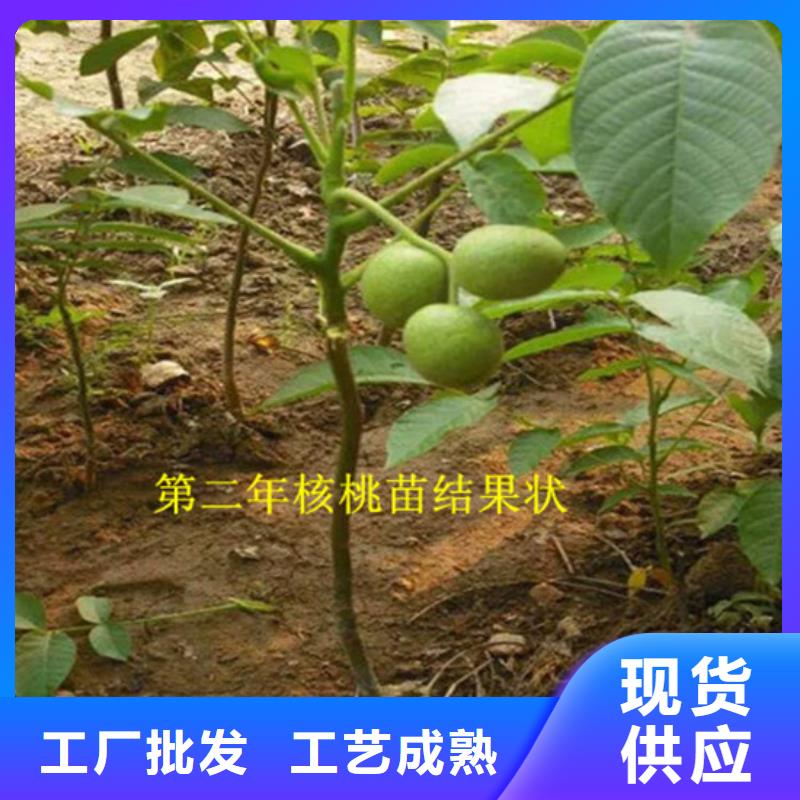 【核桃苗果树苗应用范围广泛】