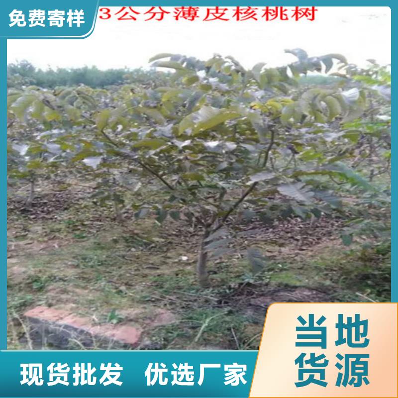 【核桃苗】苹果苗基地优质原料