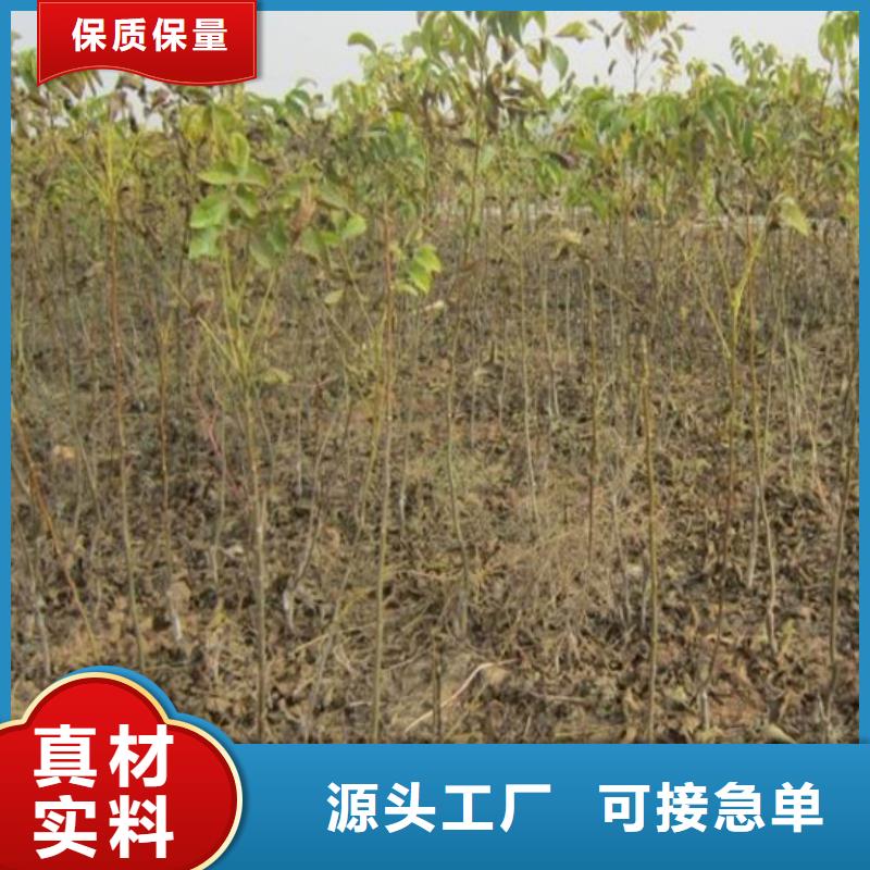 核桃苗红肉西梅厂家实力雄厚