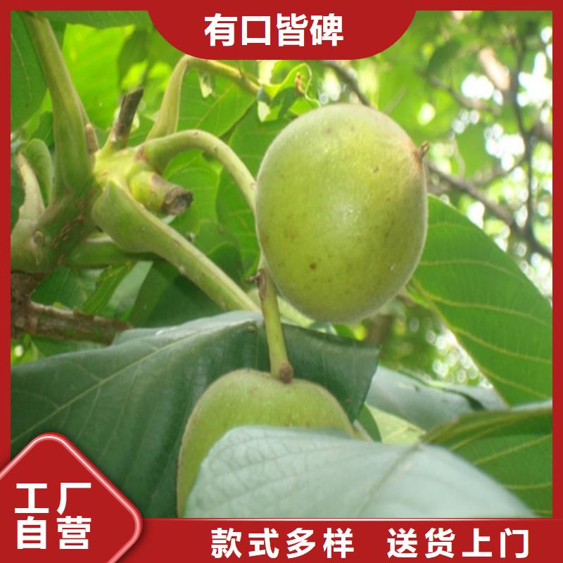 核桃苗果树苗批发基地产品细节参数