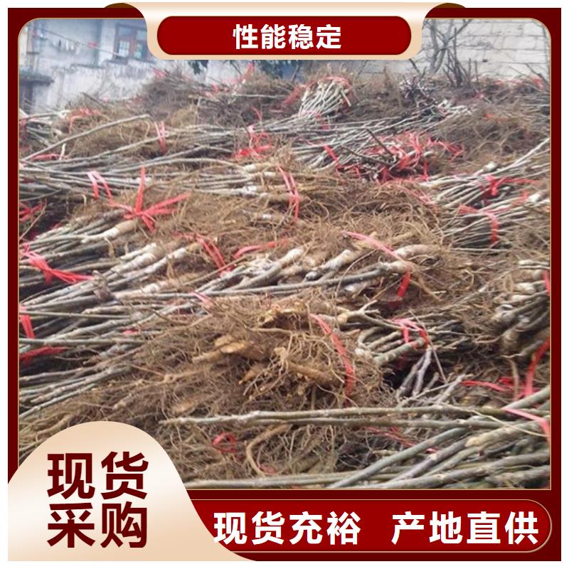 【核桃苗柱状梨树苗一站式厂家】