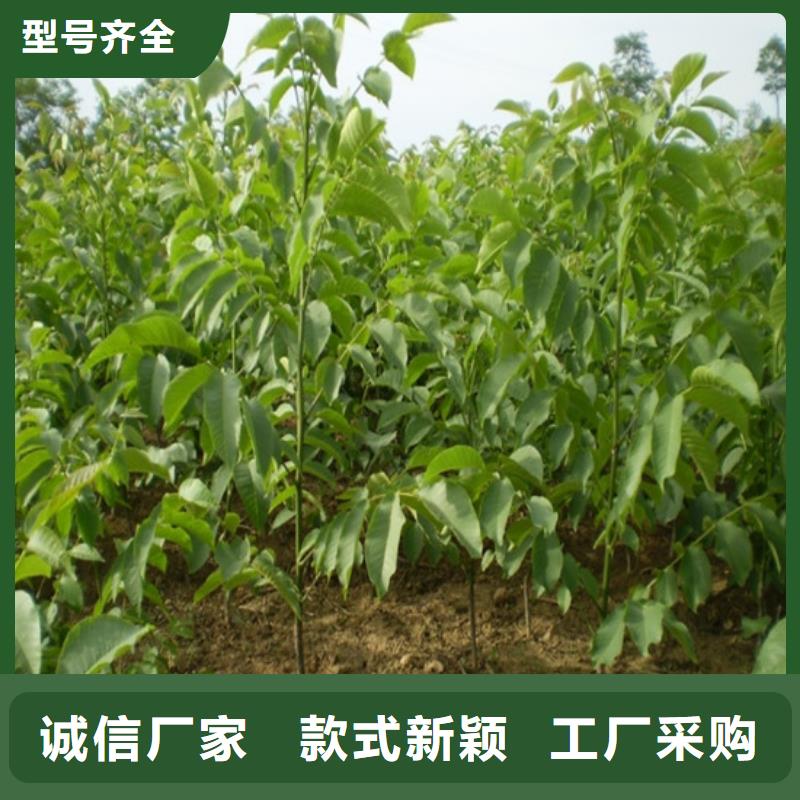 核桃苗蓝宝石葡萄苗应用范围广泛