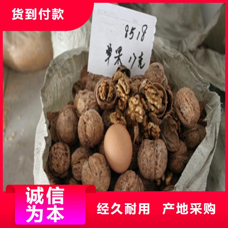 核桃苗葡萄苗实力大厂家