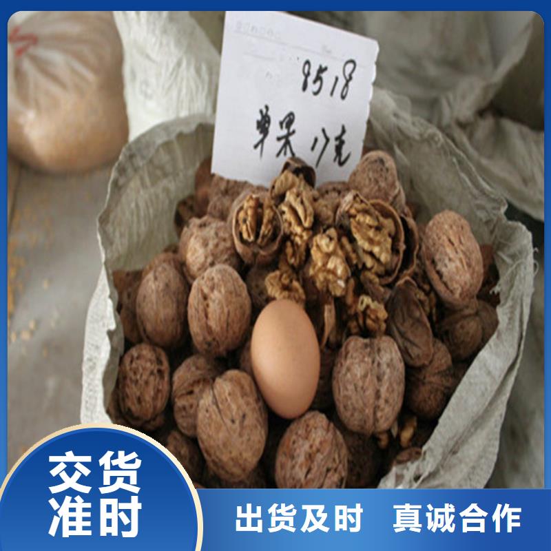 核桃苗柱状梨树苗当地厂家值得信赖