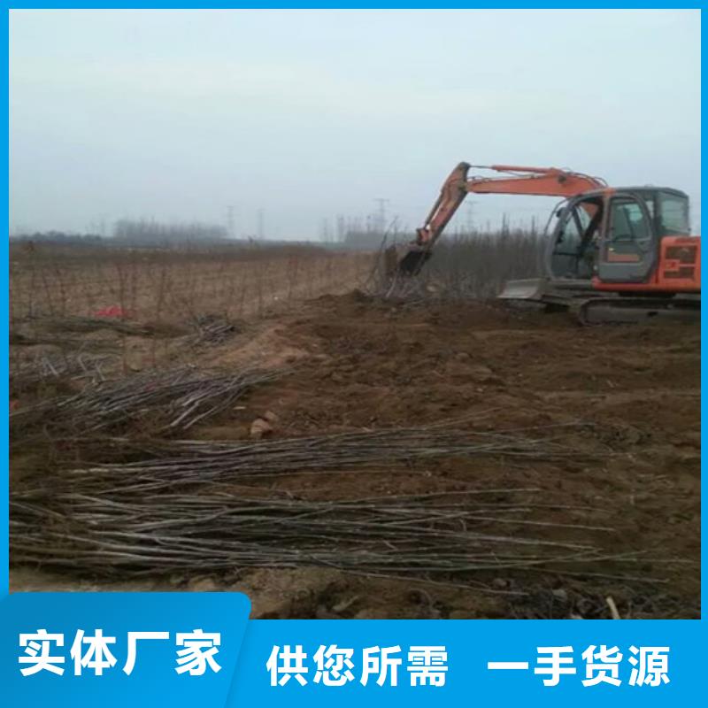 核桃苗樱桃苗工厂自营