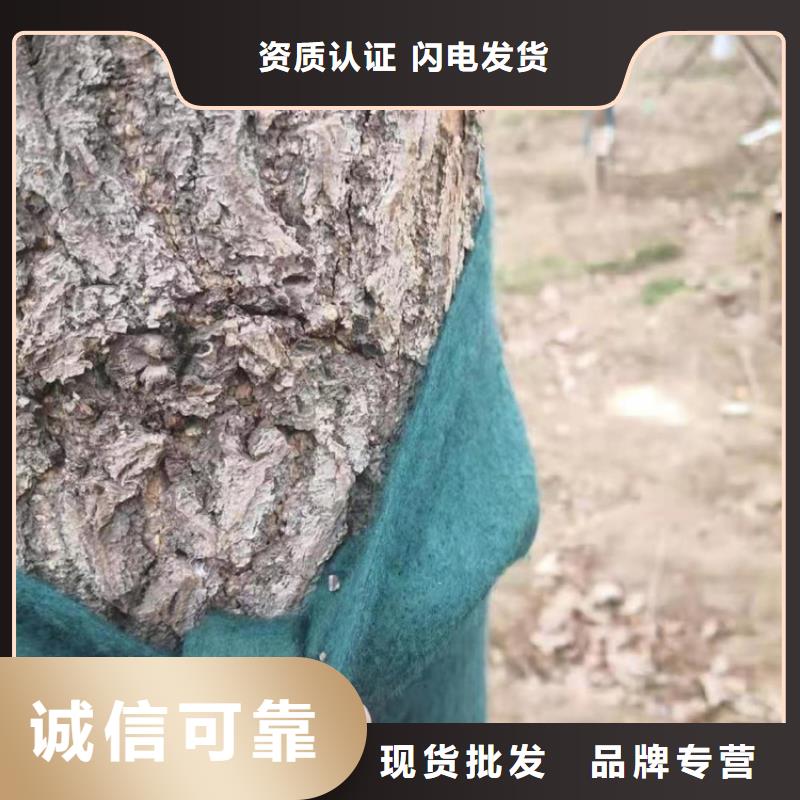聚酯布视频-贵州省|安顺|铜仁|毕节|贵阳聚酯布-中齐