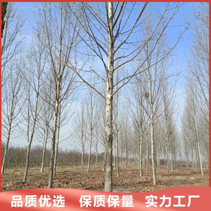 法桐美国红枫好品质售后无忧