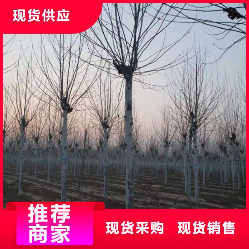 法桐五角枫随心所欲定制