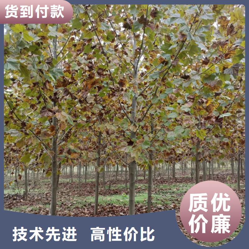  法桐从源头保证品质
