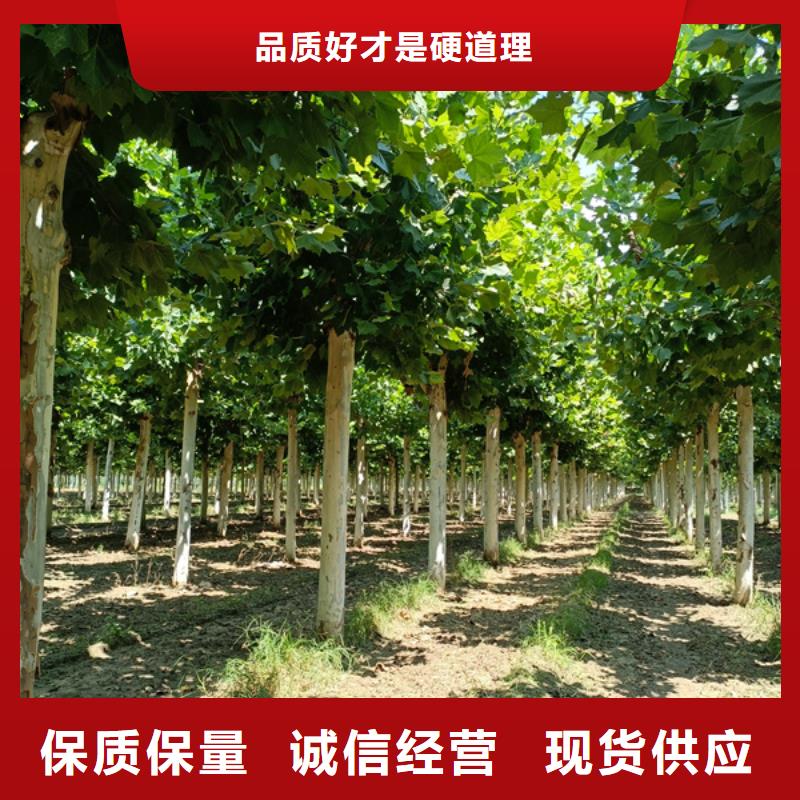 法桐,【秋紫白蜡】厂家定制