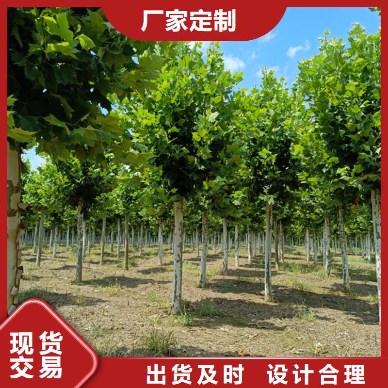 法桐品质值得信赖