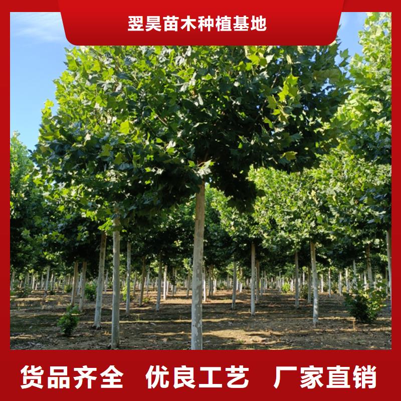 法桐五角枫买的放心安兴用的舒心