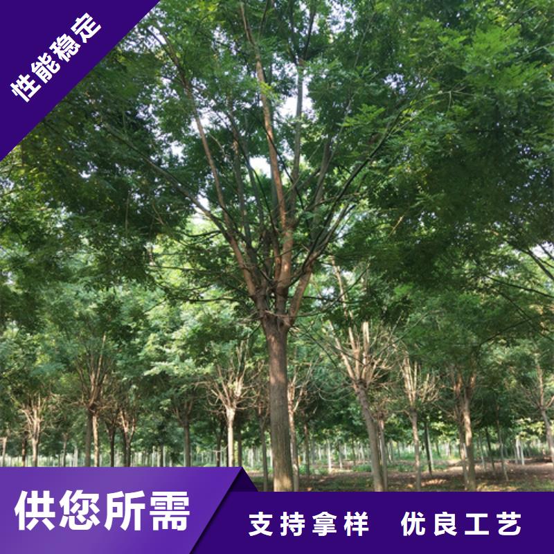 法桐,美国红枫甄选好物