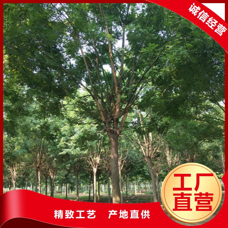法桐国槐24小时下单发货