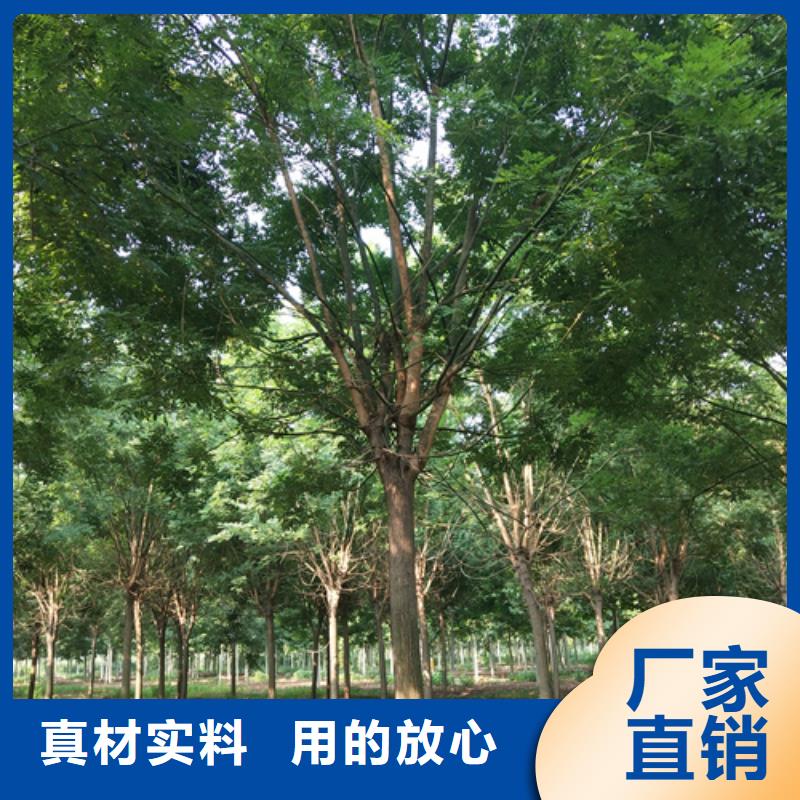法桐秋紫白蜡材质实在