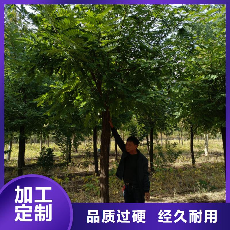 法桐,黄金槐做工精细