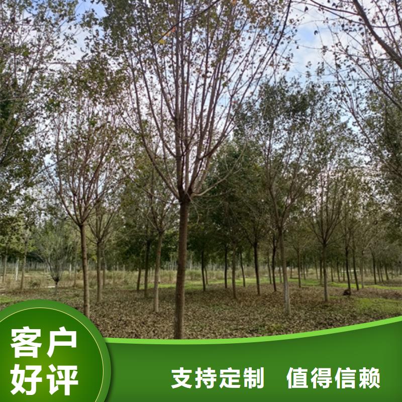 【法桐金叶复叶槭一站式采购商家】