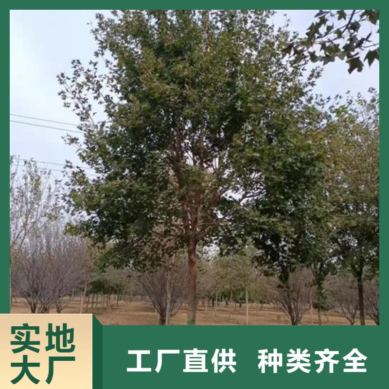 法桐金叶槐型号全价格低