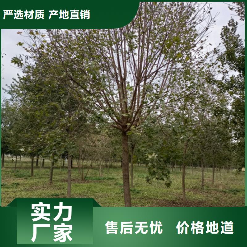 法桐黄金槐质量不佳尽管来找我