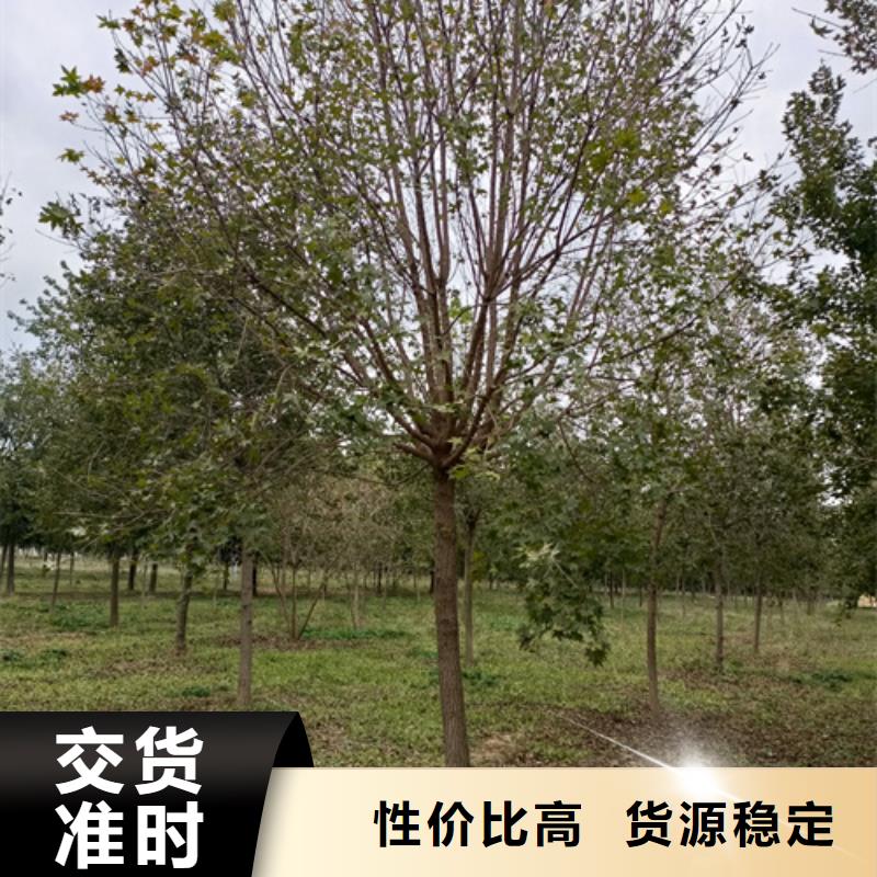 白蜡视频-香格里拉|德钦|临沧|大理|保山|德宏|曲靖|玉溪|西双版纳翌昊白蜡_ 翌昊苗木种植基地(迪庆市分公司)
