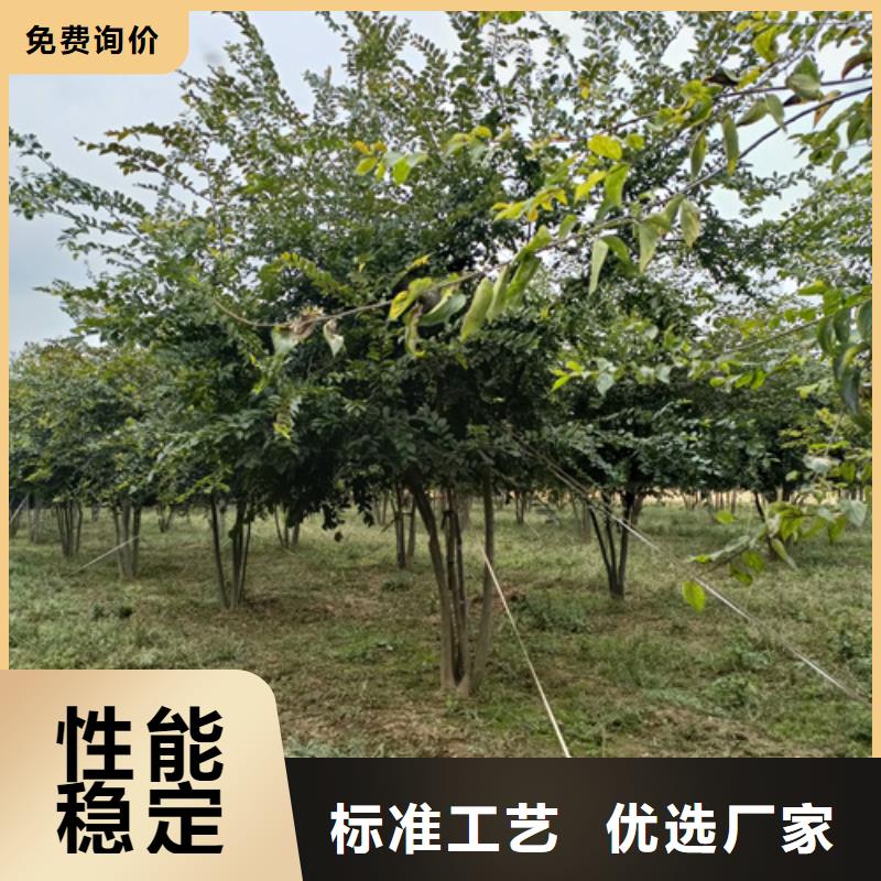 法桐五角枫实力商家